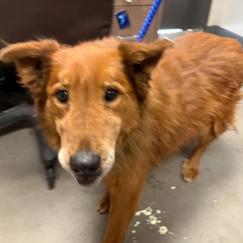 A senior medium-sized male Brown / Chocolate Chesapeake Bay Retriever dog named Bruno for adoption in Yuma, AZ