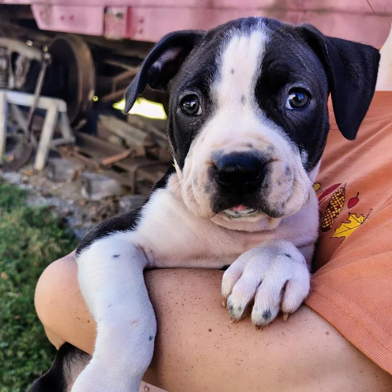 A baby small-sized female Pit Bull Terrier dog named Ruby Diamond for adoption in Johnson City, TN