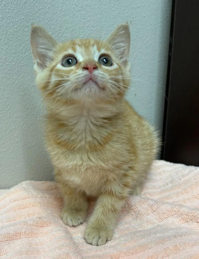 A baby medium-sized female Domestic Short Hair cat named Penrose for adoption in Little Rock, AR