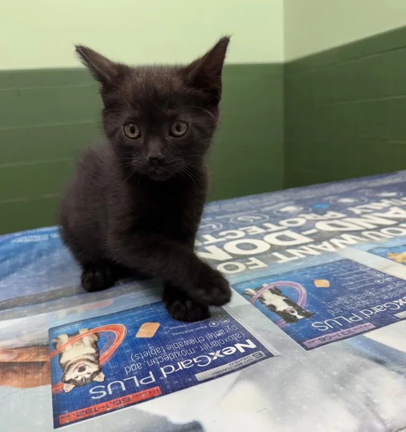 A baby small-sized male Domestic Short Hair cat named Meowdacris for adoption in merrillville, IN