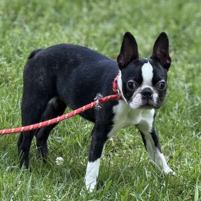 Bugsy thumbnail 2