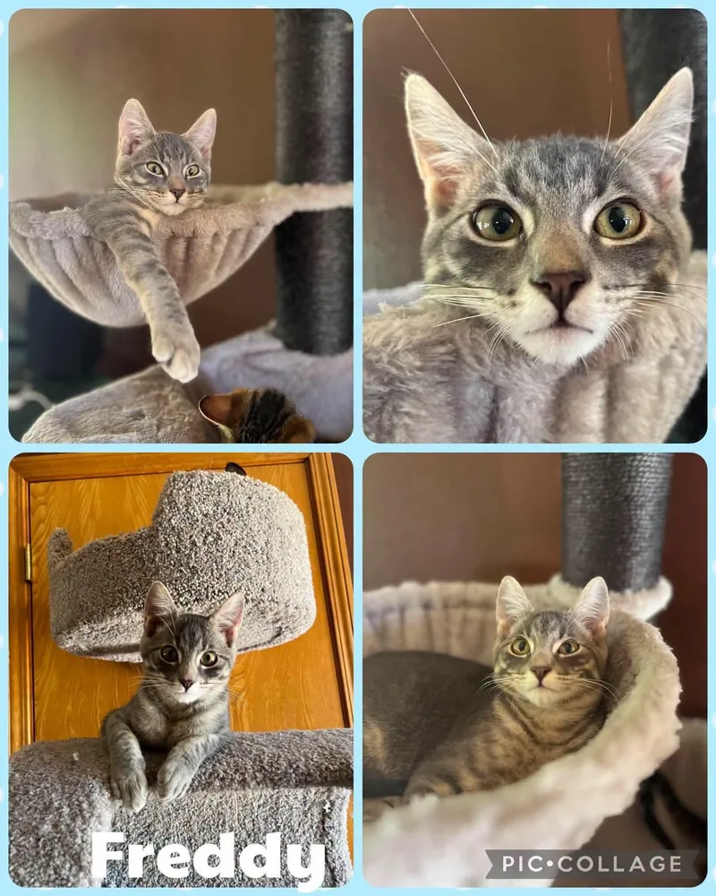 A baby small-sized male Tabby (Gray / Blue / Silver) Domestic Short Hair cat named Freddy for adoption in Newberg, OR