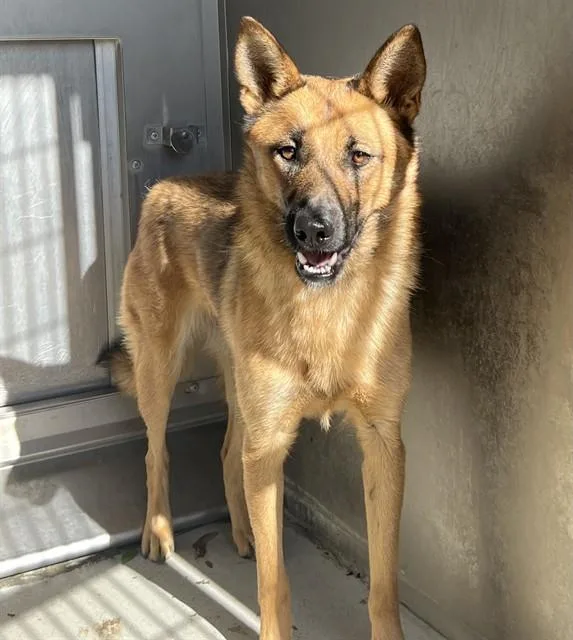 A young large-sized female German Shepherd Dog dog named Cece for adoption in Lancaster, CA