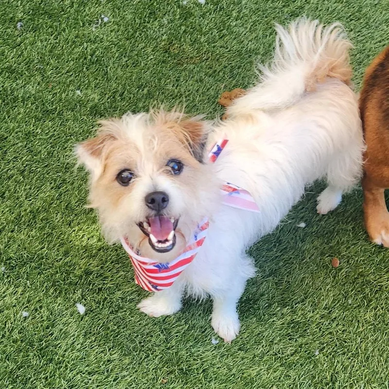 An adult small-sized male White / Cream Norfolk Terrier dog named Paco for adoption in Cleveland, TN