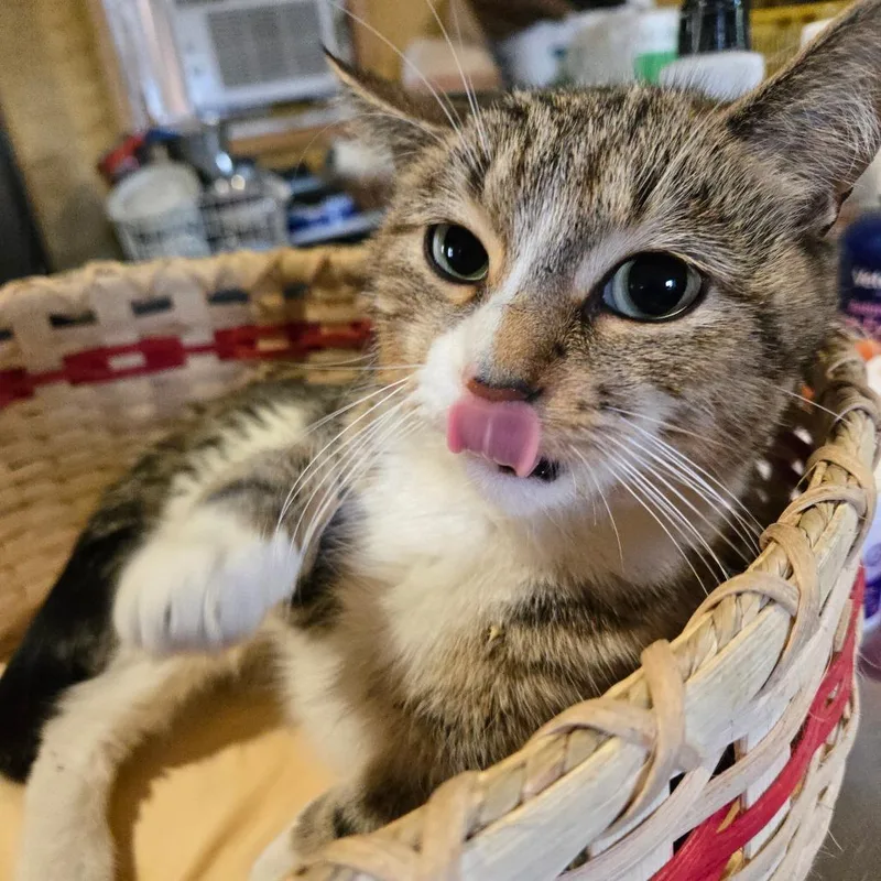 An adult medium-sized female Brown / Chocolate Domestic Short Hair cat named Rhonda for adoption in Park Falls, WI