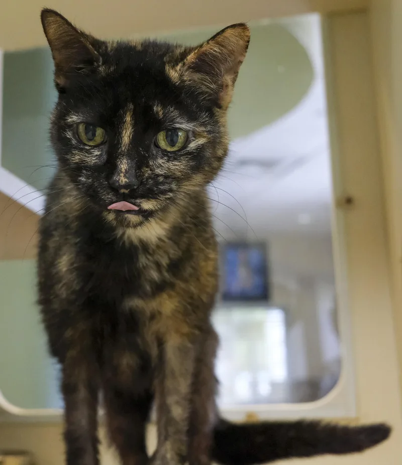 An adult small-sized female Tortoiseshell cat named Rosie for adoption in Harvey , LA