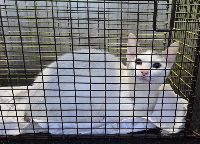 A baby small-sized female Domestic Short Hair cat named Torta for adoption in San Antonio, TX