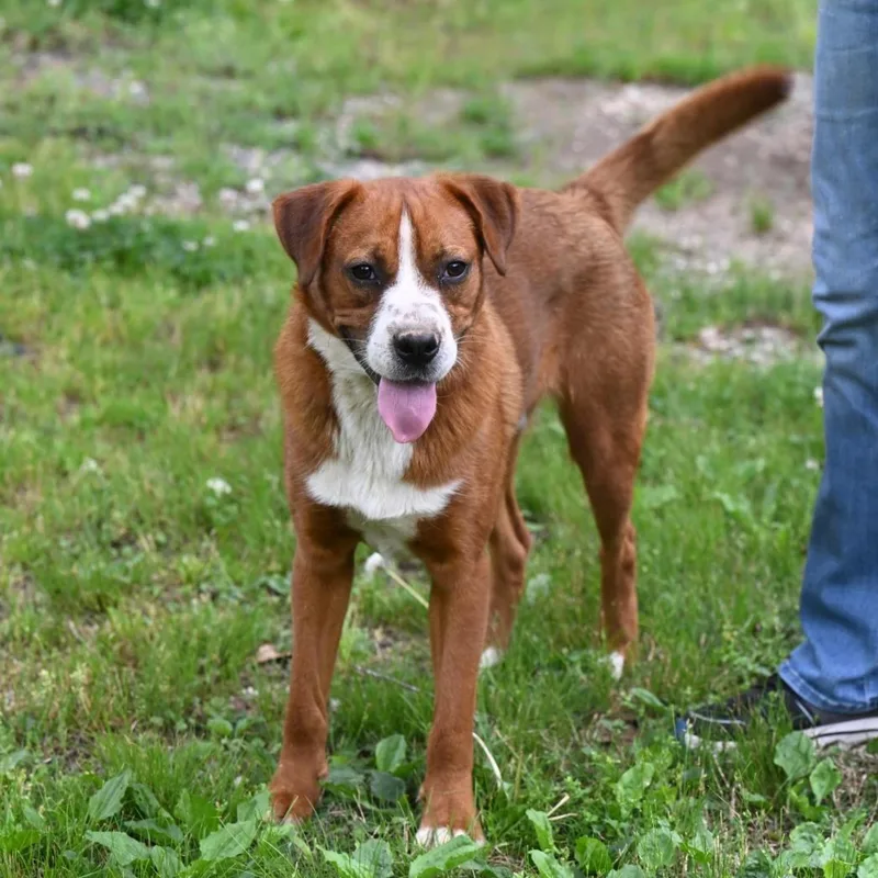 An adult medium-sized male Red / Chestnut / Orange Mountain Dog dog named Brutis for adoption in Hot Springs, AR