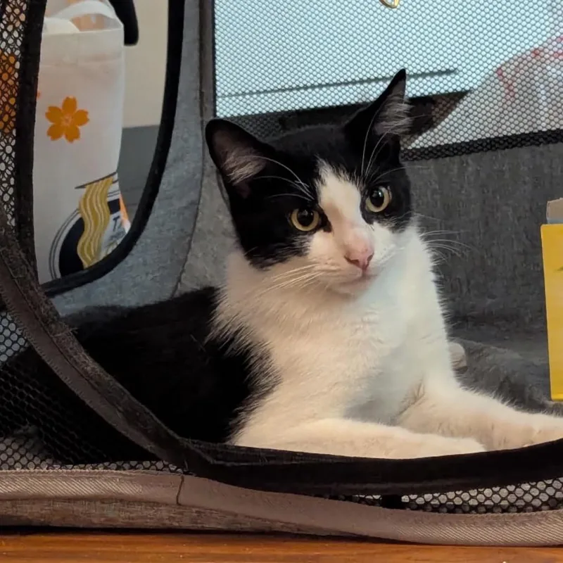 A young small-sized male Black Domestic Short Hair cat named Rocky for adoption in Miami, FL