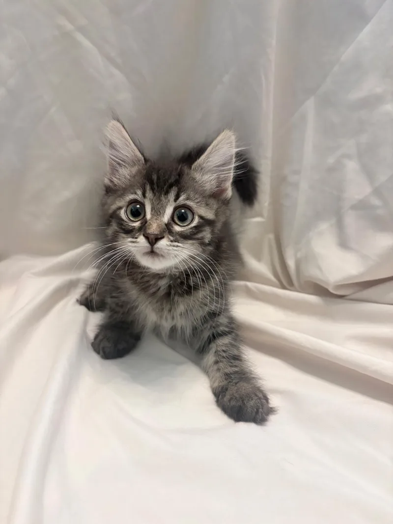 Louie