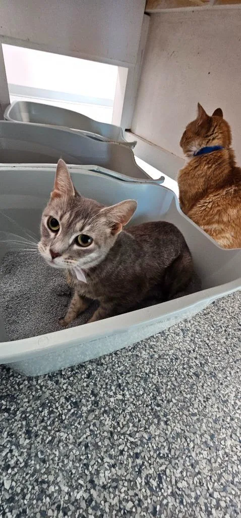 A young medium-sized female Domestic Short Hair cat named Sylvie for adoption in Athens, TN