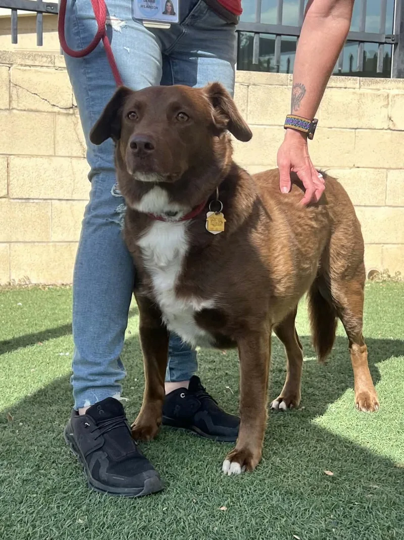 An adult medium-sized male Australian Shepherd dog named Jake for adoption in Rockwall, TX