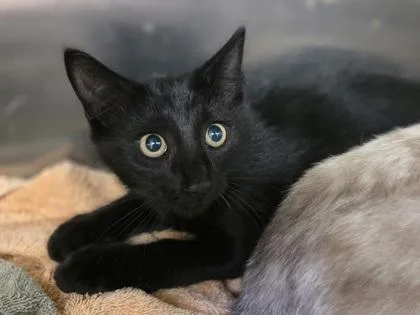 A baby small-sized male Domestic Short Hair cat named Bread for adoption in Westland, MI