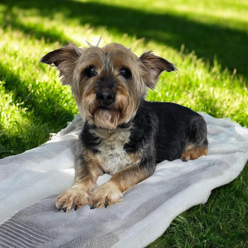 A senior small-sized male Golden Yorkshire Terrier dog named Kenny Rogers for adoption in Dallas, GA