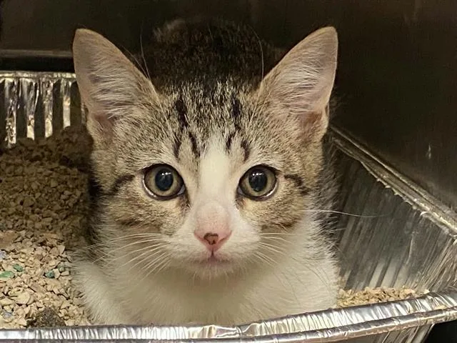 A baby small-sized female Domestic Short Hair cat named Eve for adoption in Tustin, CA
