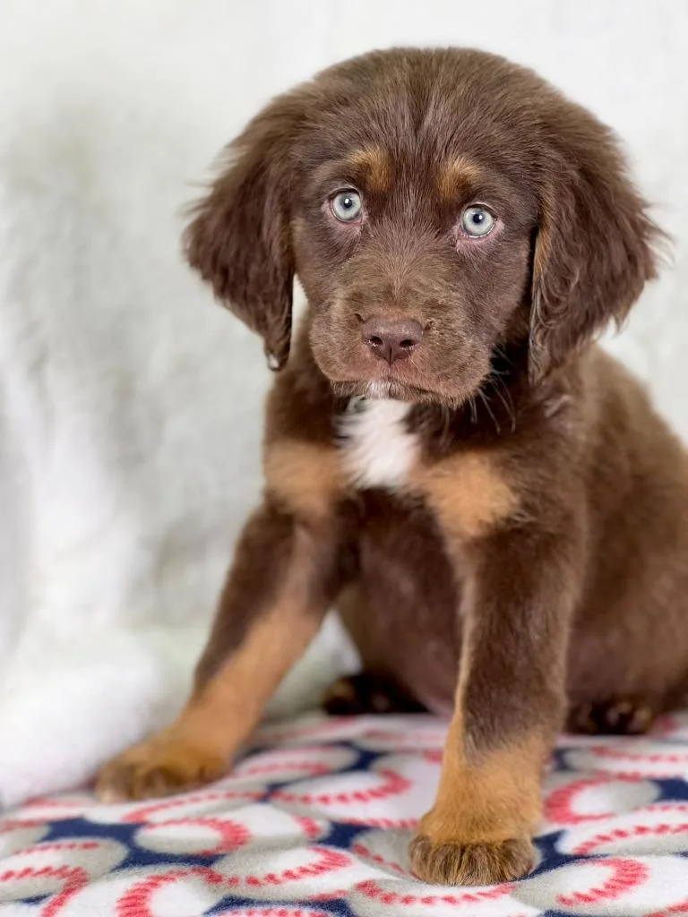 A baby medium-sized male Mixed Breed dog named Sandlot Litter  Smalls for adoption in Savage, MN