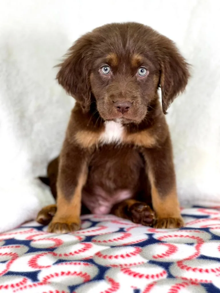 Sandlot Litter  Smalls thumbnail 2