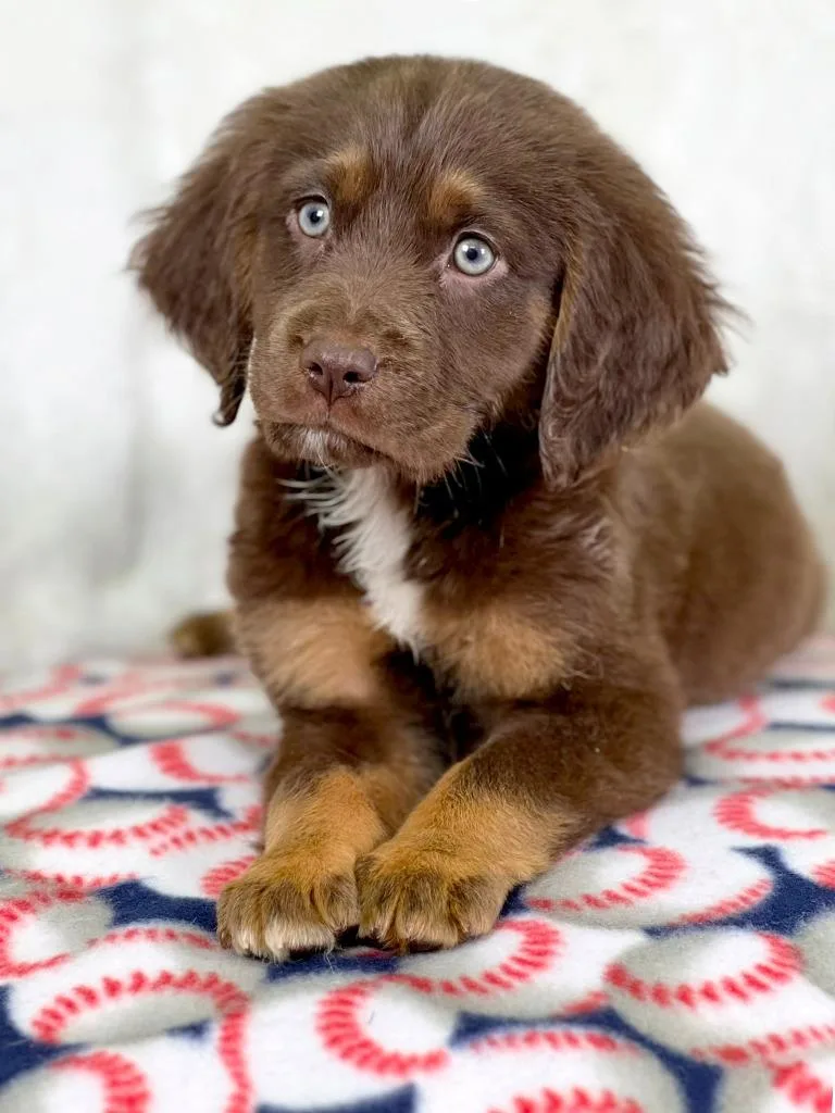 Sandlot Litter  Smalls thumbnail 3