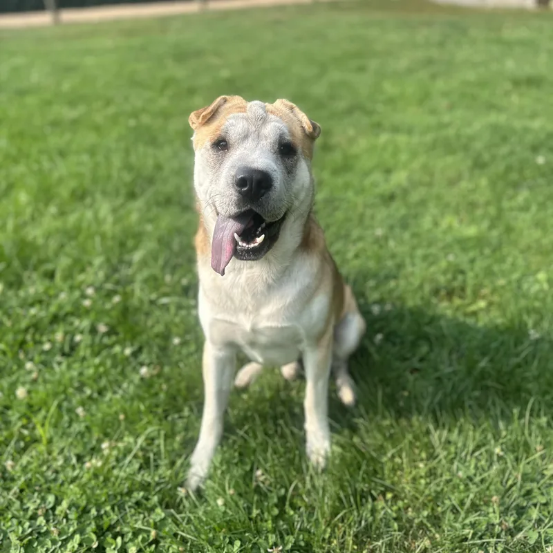 An adult medium-sized male White / Cream Shar-Pei dog named Johnny for adoption in Myerstown, PA