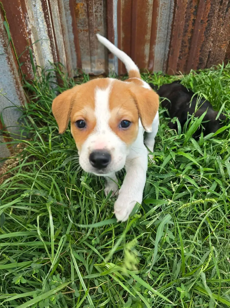 A baby medium-sized male Red / Chestnut / Orange Pit Bull Terrier dog named Buzz lightyear for adoption in Wichita Falls, TX