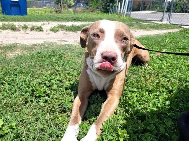 An adult medium-sized female American Staffordshire Terrier dog named Sandy for adoption in San Antonio, TX