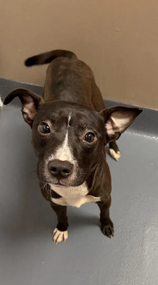 A young medium-sized male Mixed Breed dog named Joe Lean for adoption in Canton, GA