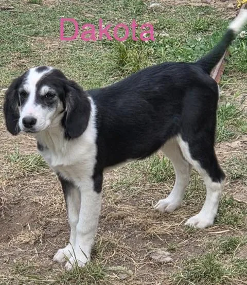 A baby medium-sized female American Foxhound dog named Dakota for adoption in Welling, OK