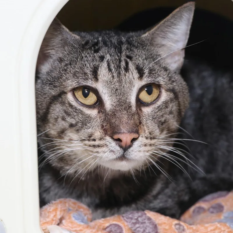 An adult large-sized male Black Domestic Short Hair cat named Brad Kitt for adoption in Allentown, PA