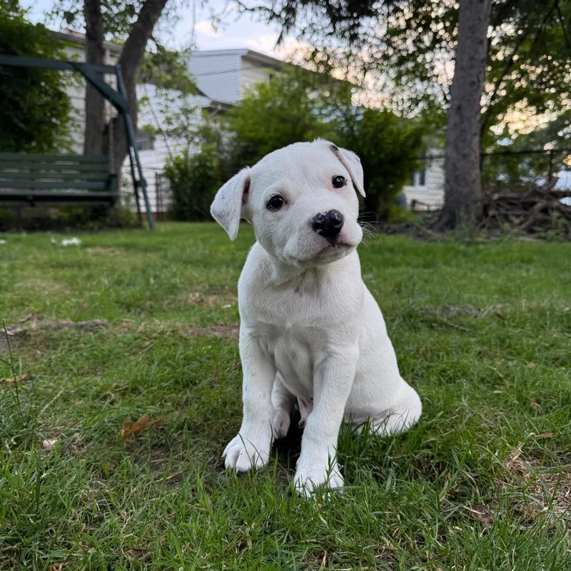 Frank