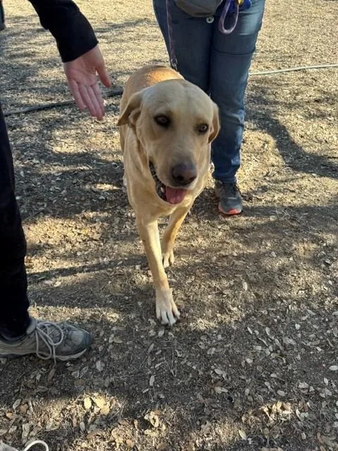 An adult large-sized female Golden Retriever dog named Penny for adoption in Blanco, TX