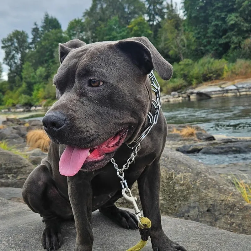 A young large-sized female Gray / Blue / Silver Pit Bull Terrier dog named Willow for adoption in Stagecoach, NV