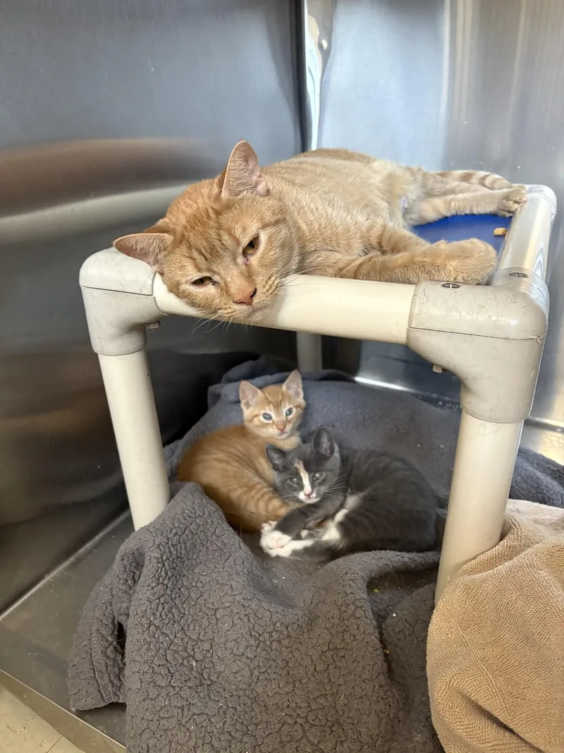 An adult medium-sized female Tabby (Orange / Red) Domestic Short Hair cat named Liberty for adoption in Vernon, NJ