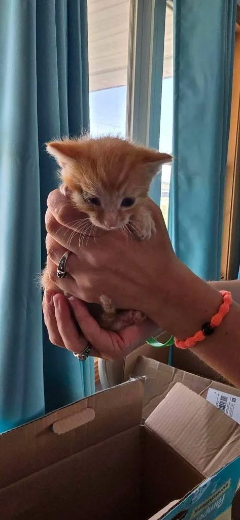 A baby small-sized male Domestic Short Hair cat named Dorito for adoption in Hillsboro, OH