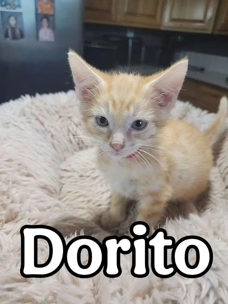 Dorito thumbnail 2