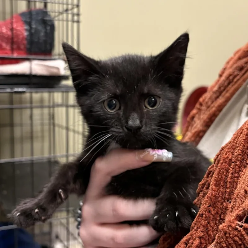 A baby small-sized male Black Domestic Short Hair cat named Otto for adoption in Wilmington, DE