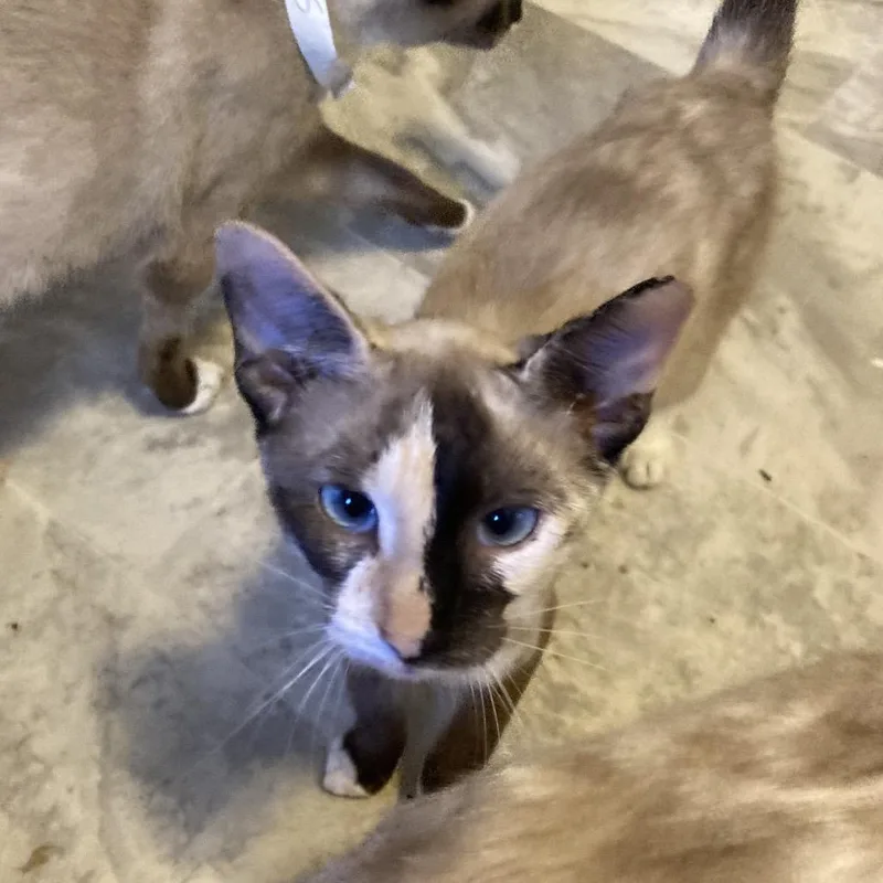 A baby small-sized female Cream / Ivory Siamese cat named Sassy Jo for adoption in Tallahassee, FL