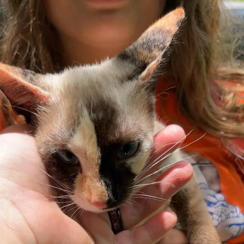Sassy Jo thumbnail 3