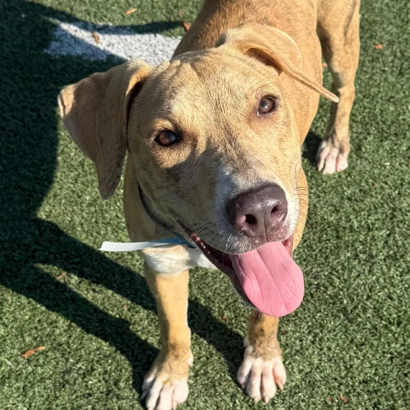 A young medium-sized male Apricot / Beige Labrador Retriever dog named Dash for adoption in Brentwood, TN