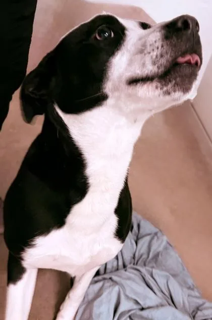 A young large-sized male Terrier dog named Chase for adoption in Paducah, KY