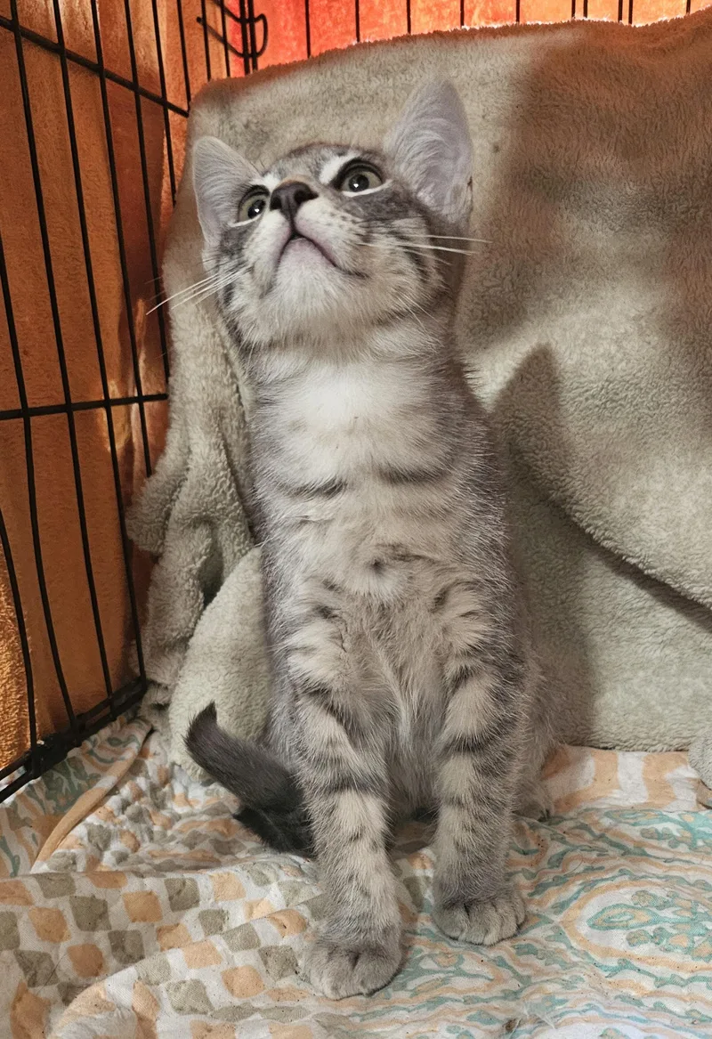 A baby medium-sized male Gray / Blue / Silver Domestic Medium Hair cat named Sawyer for adoption in Burbank, CA