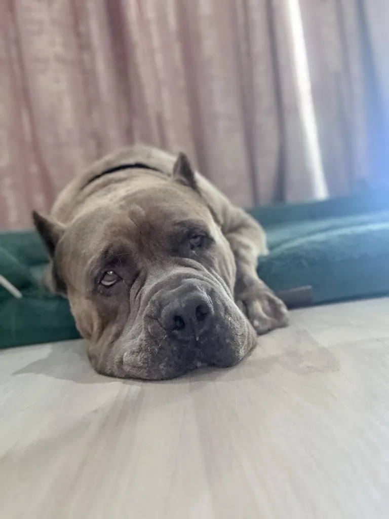 An adult extra large-sized male Brindle Cane Corso dog named Hank for adoption in Riverside, CA