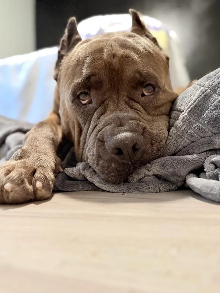 Hank thumbnail 2