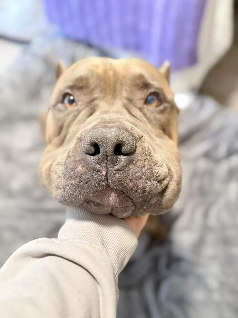 Hank thumbnail 3
