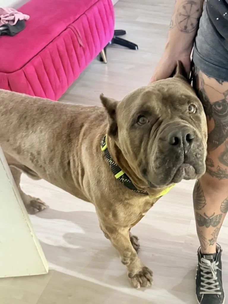 Hank thumbnail 4