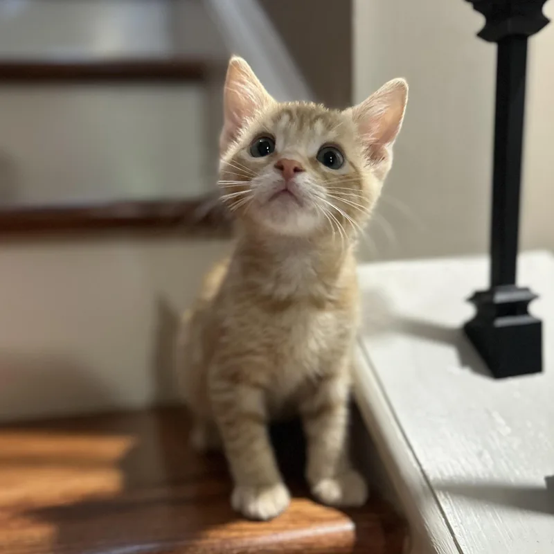 A baby medium-sized male Orange / Red Tabby cat named Chess for adoption in Duluth, GA