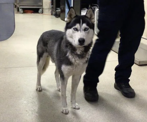 An adult large-sized male Siberian Husky dog named Flick for adoption in Riverside, CA