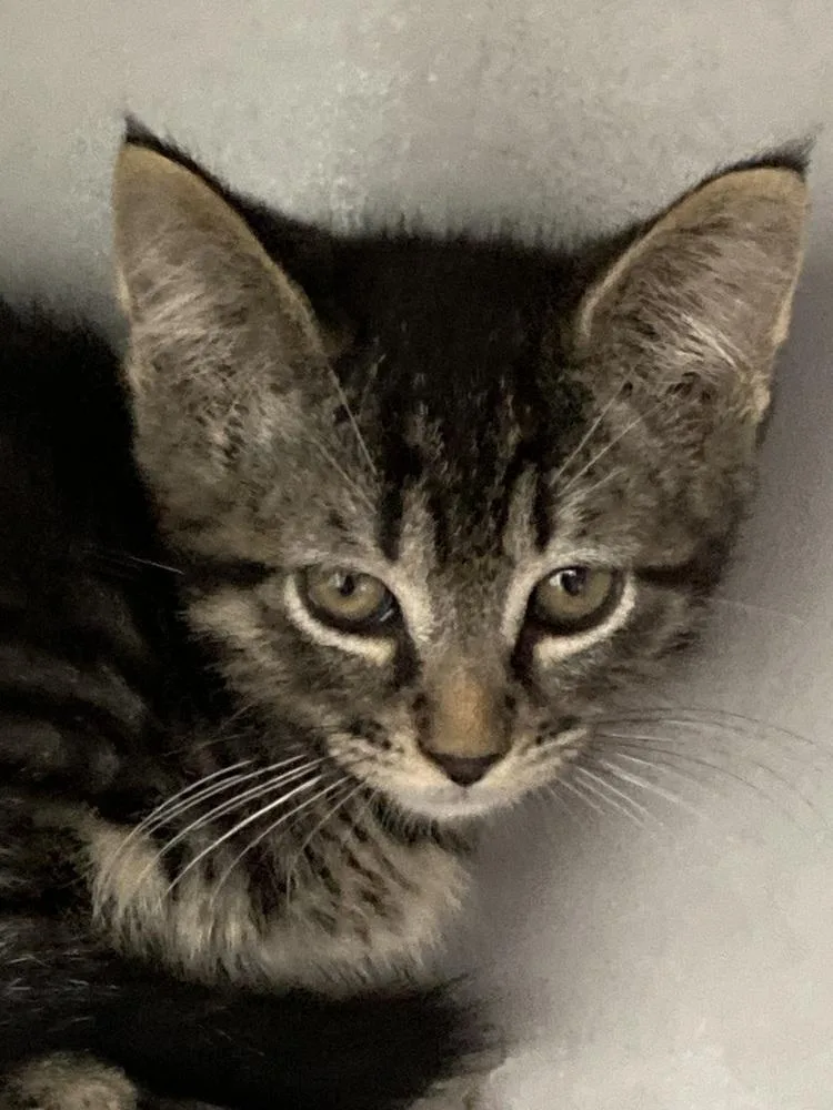 A baby small-sized male Tabby (Brown / Chocolate) Domestic Short Hair cat named English Muffin for adoption in Anoka, MN