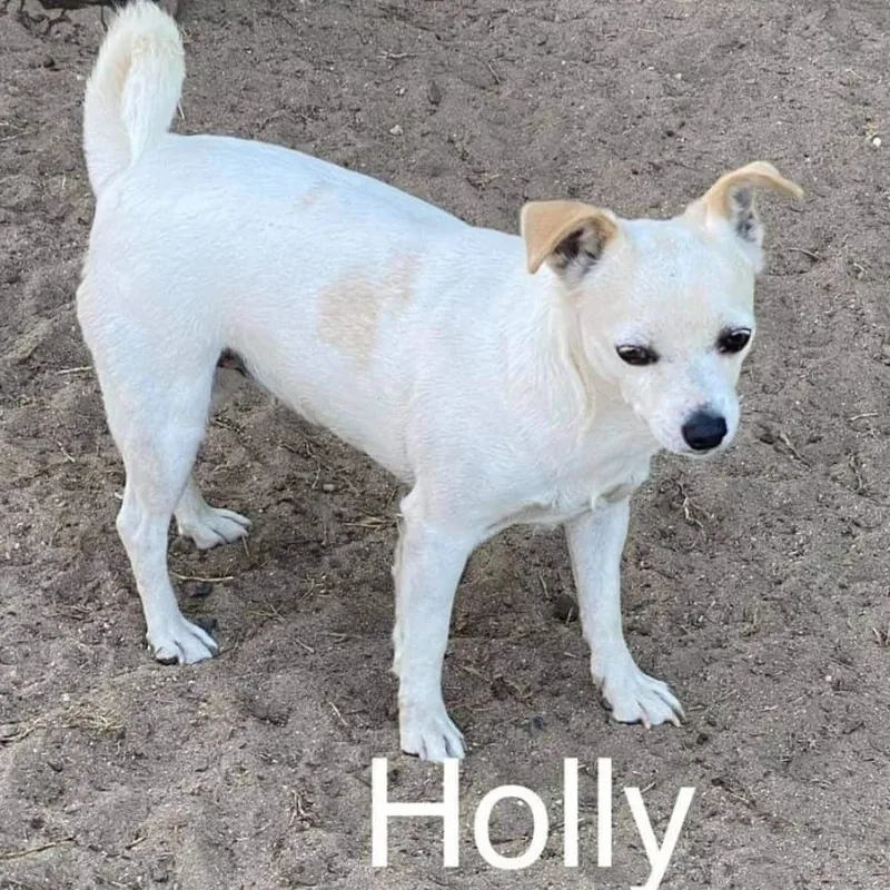 Holly