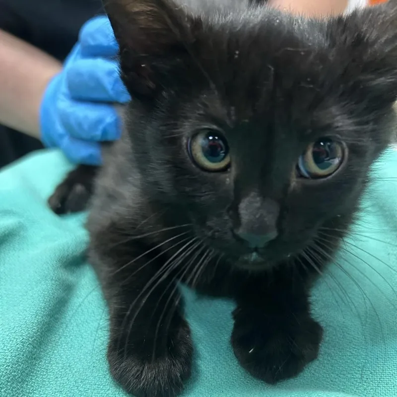 A baby small-sized female Black Domestic Short Hair cat named Millenium Force for adoption in Tacoma, WA