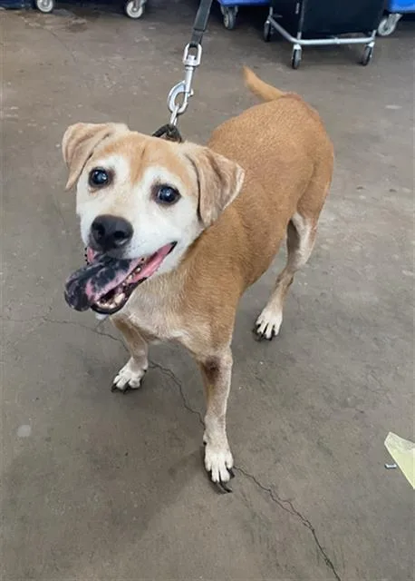 A senior large-sized male Mixed Breed dog named Dozer for adoption in Dallas, TX
